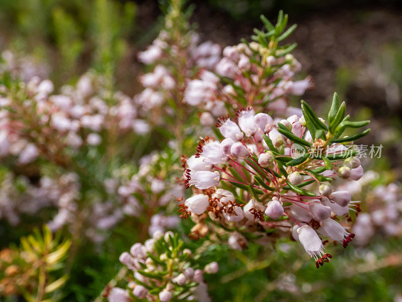 康沃尔石南或流浪石南(Erica vagans)的钟形、白色、粉色和红紫色花朵夏天和秋天的“丁香”